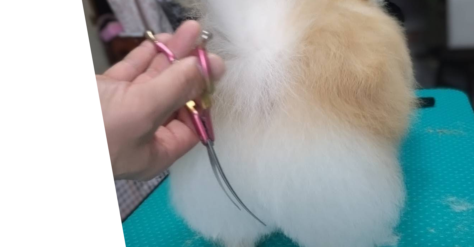 犬の大衆理容・出張トリミング DREAMER