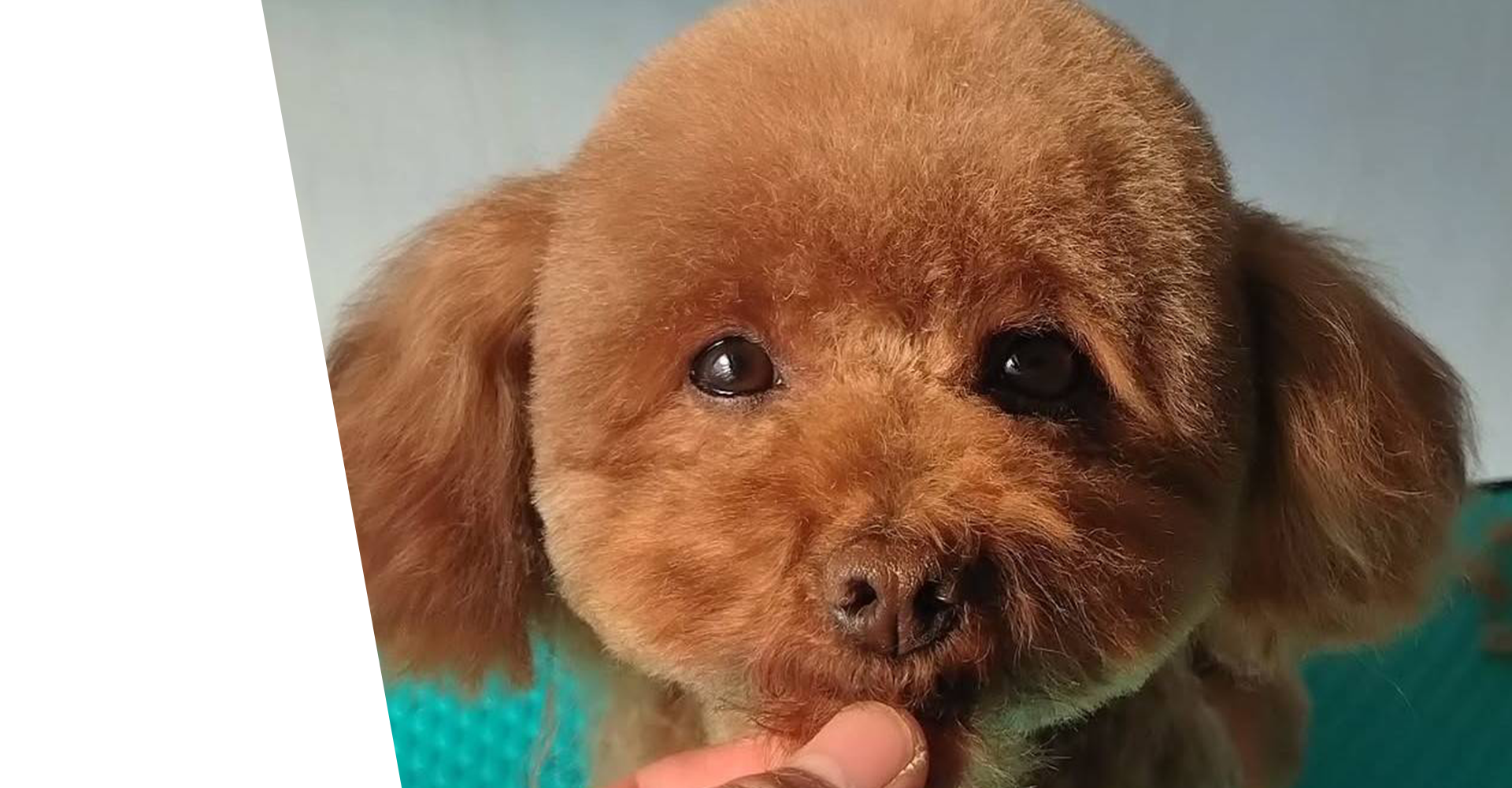 犬の大衆理容・出張トリミング DREAMER